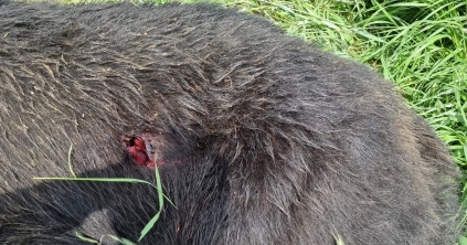 Elütött a vonat egy medvét Újtusnádon, de túlélte, majd lelőtték
